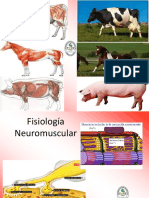 Clase 8 Fisiologia Neuro Muscular