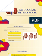 Patologías: Sistema Renal