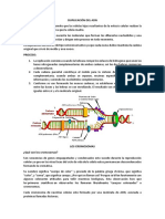 Duplicacion Del ADN y Los Cromosomas