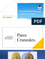 Pares Craneales