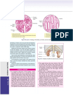 Abdomen and Pelvis: Clinical Anatomy