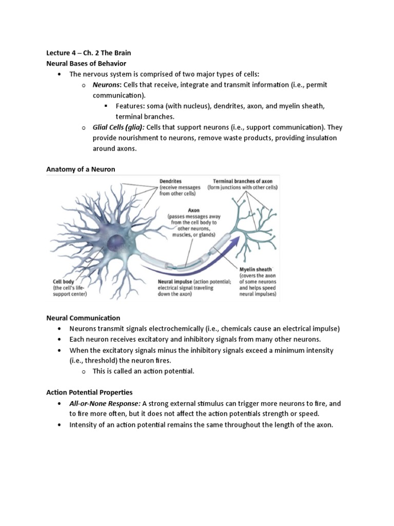 Lecture 4 - Ch. 2 The Brain | PDF