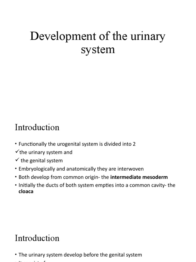 Development of The Urogenital System | PDF | Urinary Bladder | Kidney