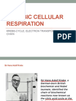 Krebs Cycle Etc