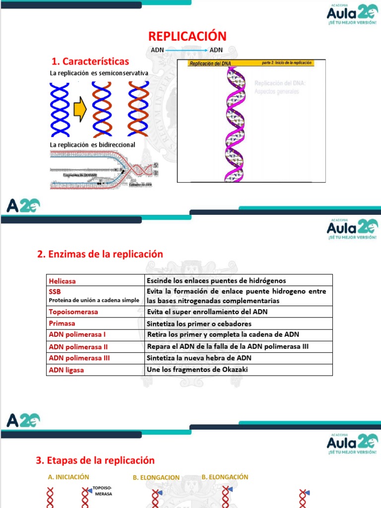 Actividades de Replicación del ADN | PDF | Replicación De Adn | Adn