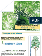 2 - Transporte No Xilema