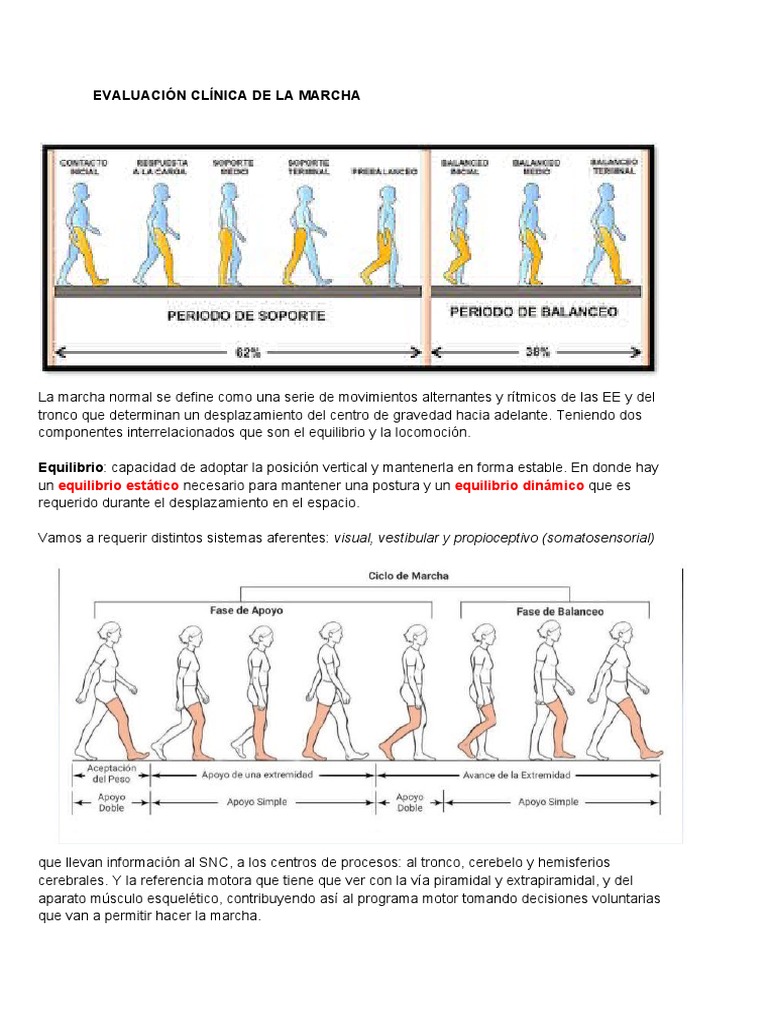 Evaluación Clínica de La Marcha | PDF | Rodilla | Pelvis