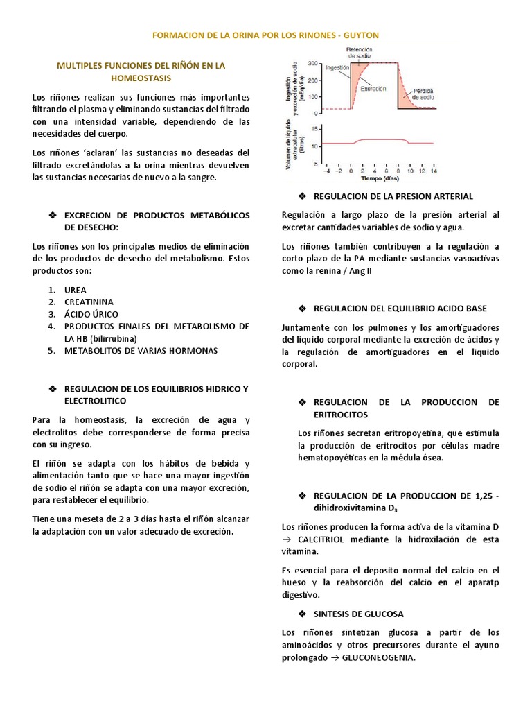 Formacion De La Orina Riñon Pdf Riñón Vejiga Urinaria