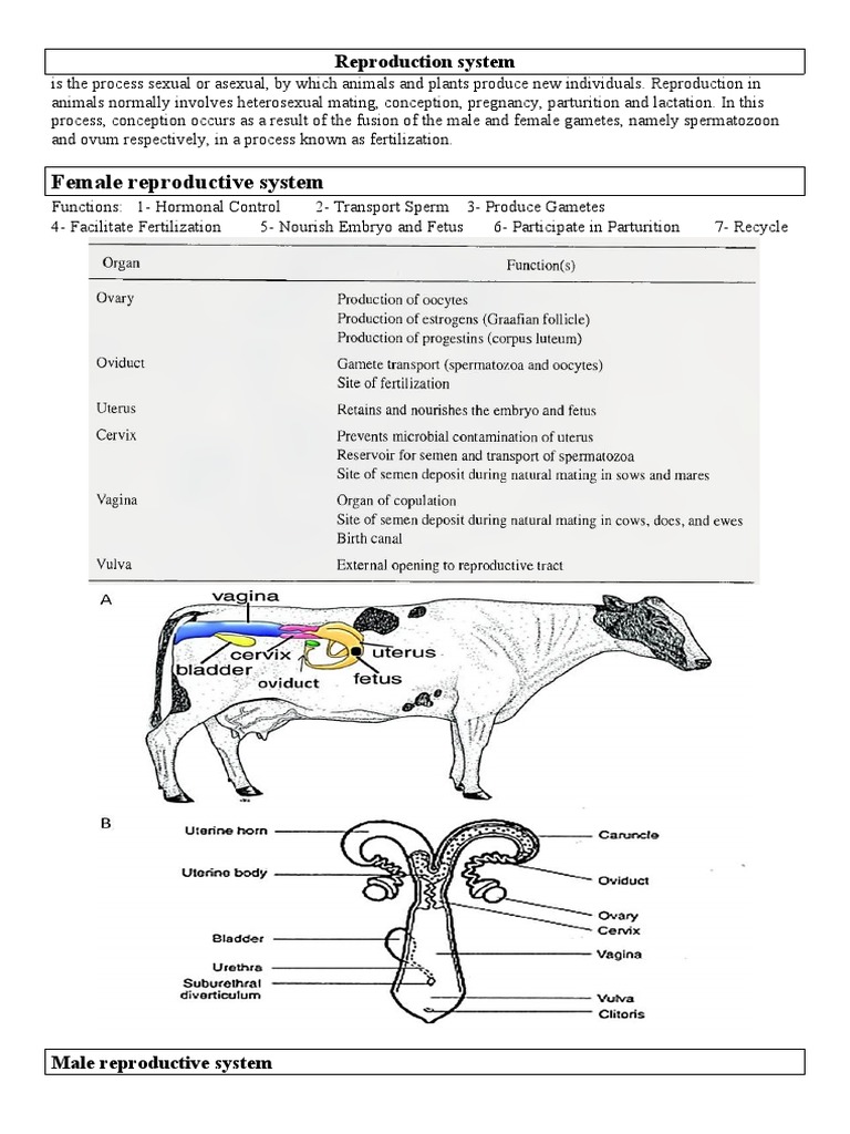 Female reproductive system | PDF | Mammal Reproductive System | Anatomy