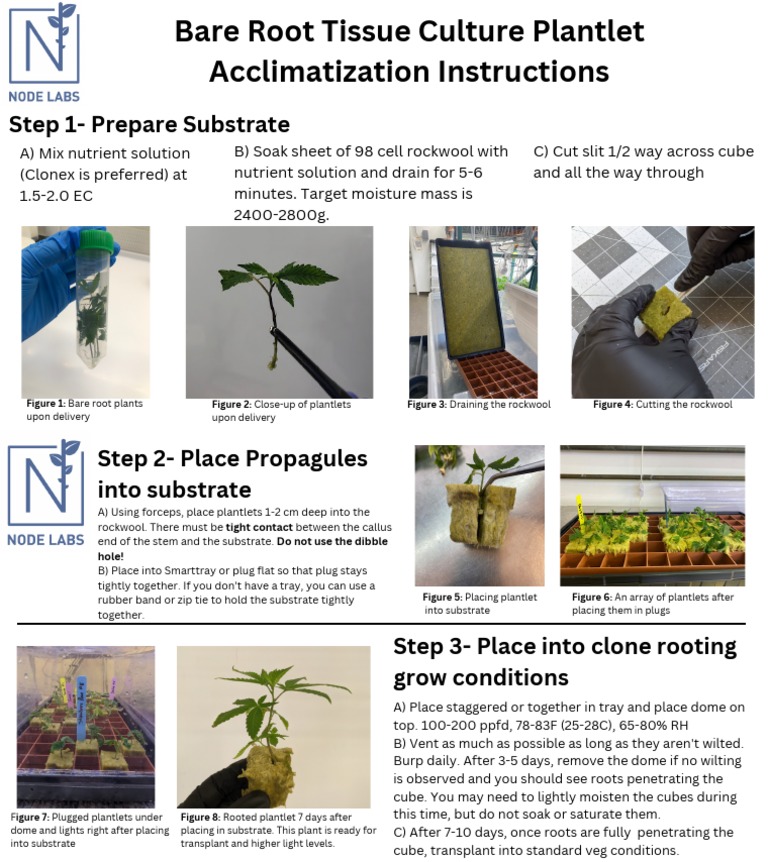 Bare Root Tissue Culture Plantlet Acclimatization Instructions PDF