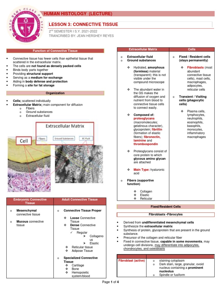 Lecture 3 Connective Tissue | PDF | Connective Tissue | Extracellular