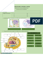 Lembar Kerja Peserta Didik: Sistem Organisasi Kehidupan Sel Hewan Dan Sel Tumbuhan