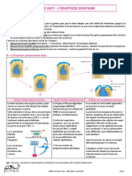 Fiche Éruption Dentaire 