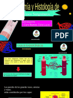 Anatomía y Histología de Vasos Sanguíneos