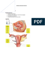 Sistema Reprodutor Feminino