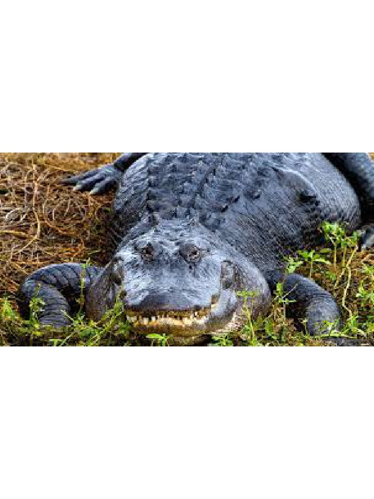 Aligator | PDF