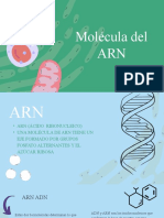 Molécula Del ARN