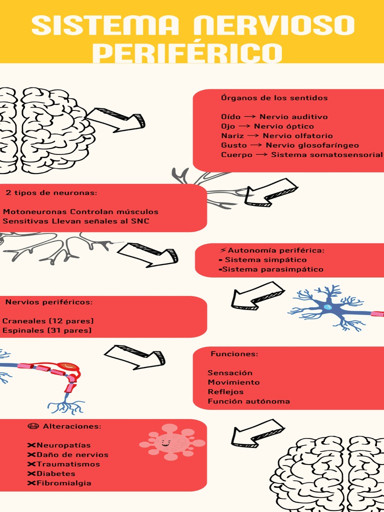 Sistema Nervioso Periférico | PDF