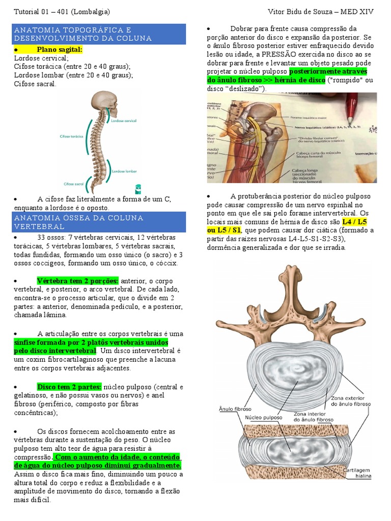 Anatomia Topográfica E Desenvolvimento Da Coluna: Ormado A Partir Das  Raízes Nervosas L4-L5-S1-S2-S3) | PDF | Coluna vertebral | Medicina Clínica, image size:768x1024