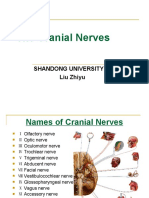 The Cranial Nerves: Shandong University Liu Zhiyu