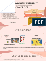 Ciclo de Cori