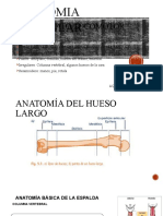 Anatomia Muscular