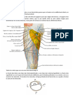 Miembro Inferior - Parte 2
