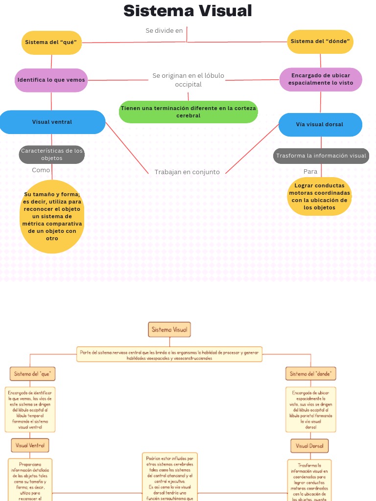 Mapa Conceptual del Sistema Visual | PDF | Percepción visual | Sistema ...