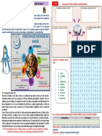 Ficha Virtudes de Maria 2º