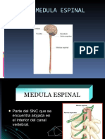 20.-La Medula Espinal