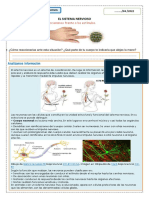 El Sistema Nervioso