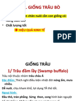 BÀI 2. GIỐNG TRÂU BÒ