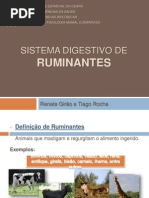 Sistema Digestivo de Ruminantes