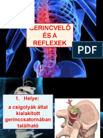 Gerincvelő És Reflexek Másolata