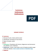 Urinary System 3