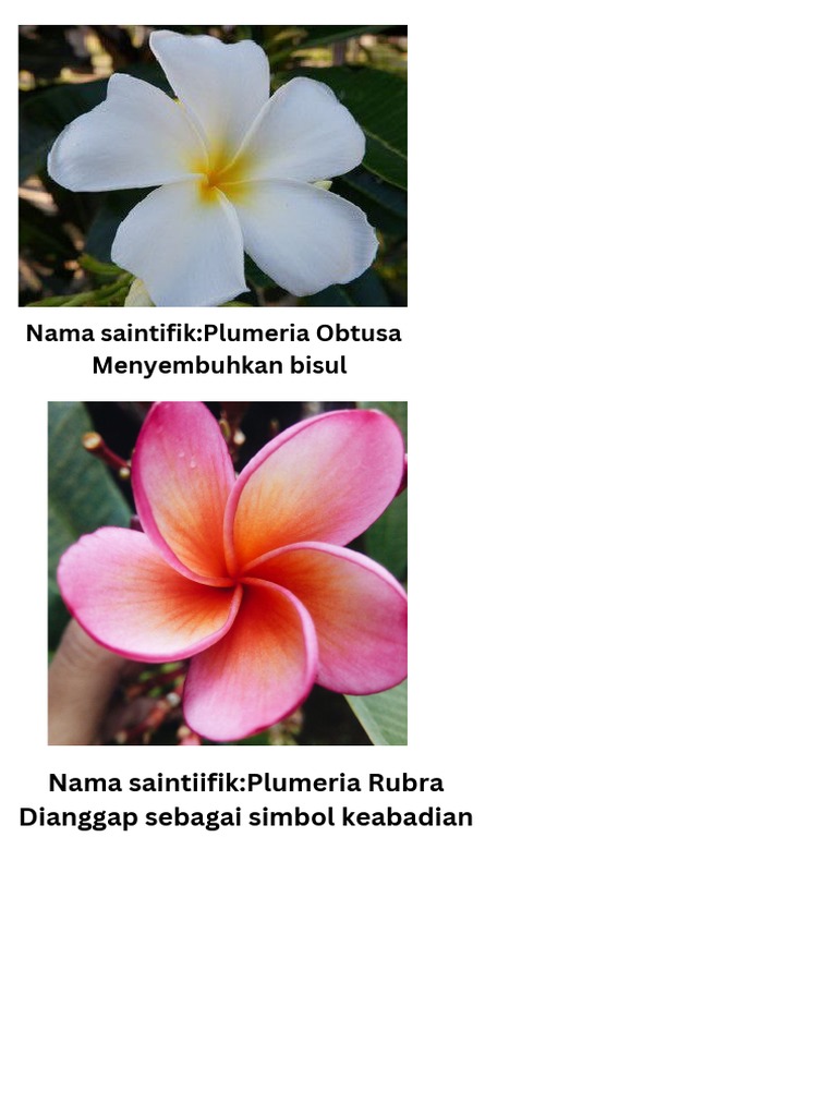 nama-saintifik-plumeria-obtusa-menyembuhkan-bisul-nama-saintiifik