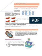 Tema 9-Mitocondris