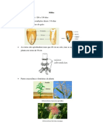 Milho Resumo