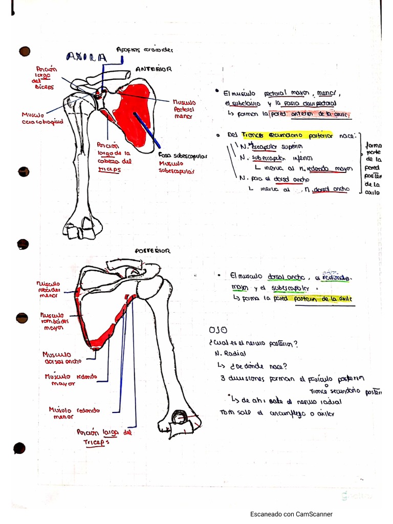 Anato Axila | PDF