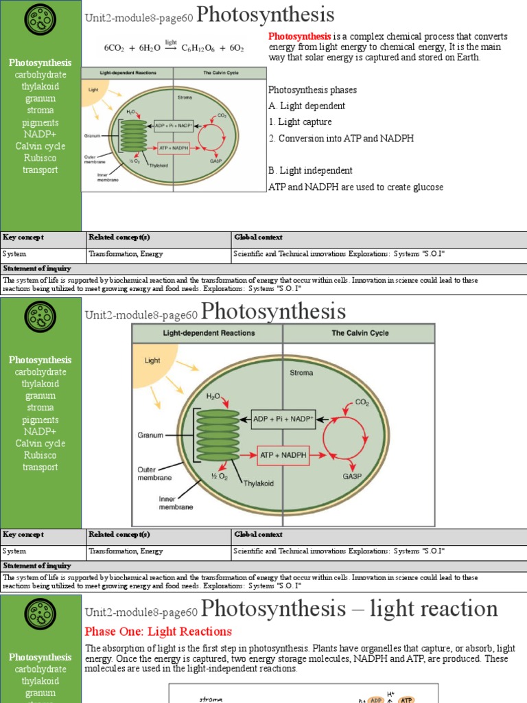 Understanding Photosynthesis Process | PDF | Bioenergetics | Adenosine ...