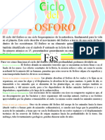 Ciclo Del Fosforo