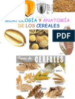 Cereales 1