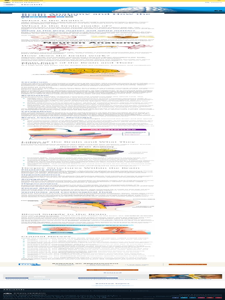 Brain Anatomy and How The Brain Works | PDF | Central Nervous System ...