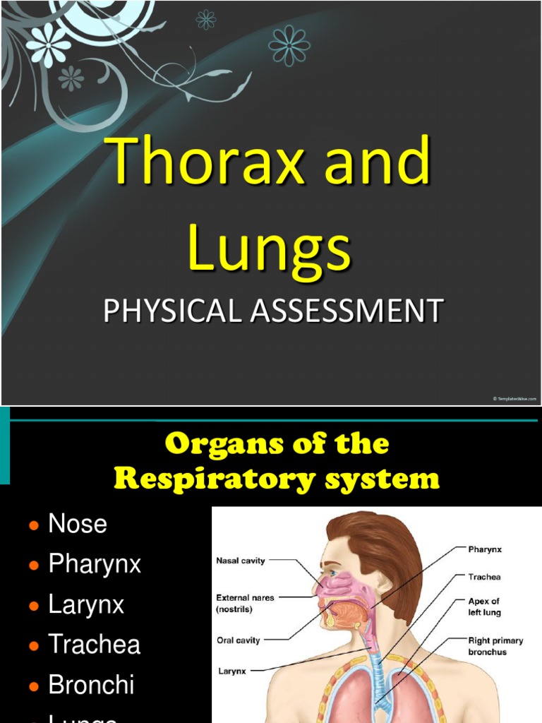 Thorax and Lungs Assessment Guide | PDF | Thorax | Lung