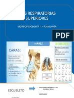 Semana 6 - Vías Respiratorias Superiores