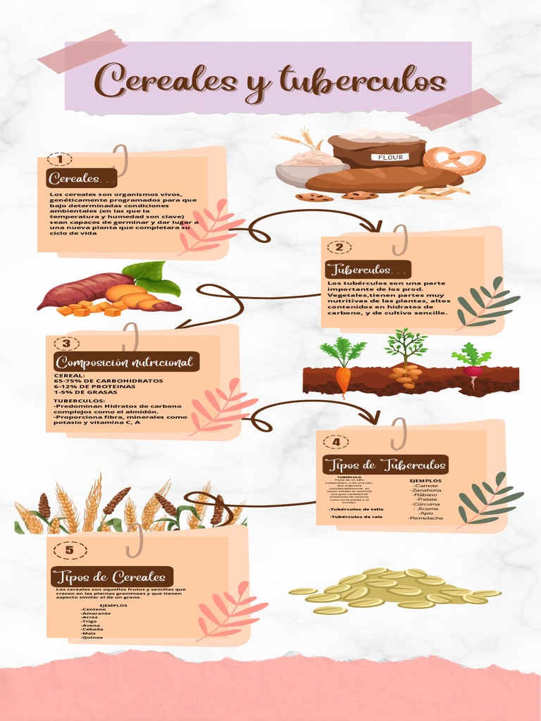 Cereales y Tubérculos: Ejemplos y Tipos | PDF | Cereales | Nutrición