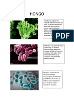 Microorganismos