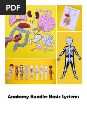 Anatomy Basic Bundle 2021 Ywzsjx