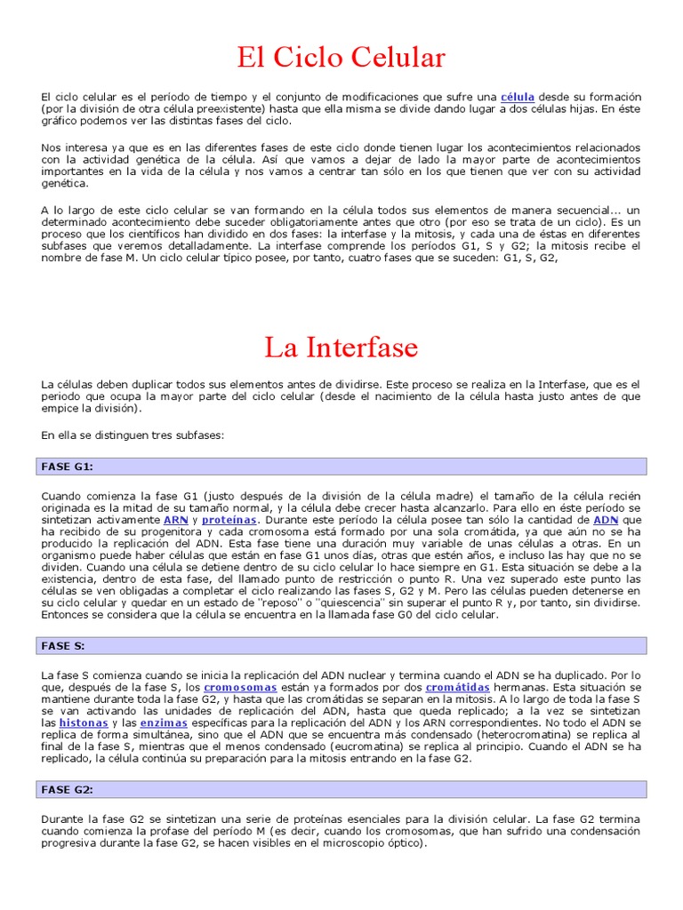 Fases del Ciclo Celular y Mitosis | PDF | Mitosis | Mitosis
