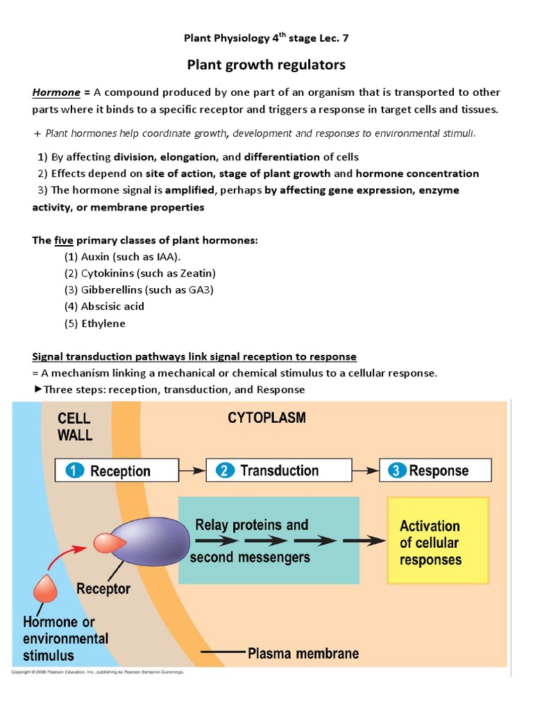 Plant Physiology Lec. 7 Growth Regulators PDF Auxin Plant Hormone